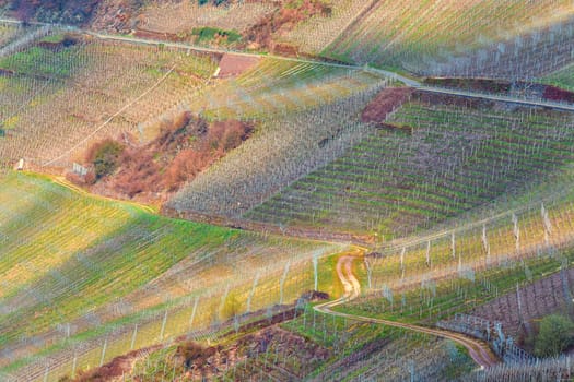 Winding road through the vineyards on the Moselle in Germany.