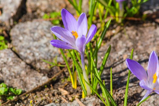 Crocus flowers in spring grow from the street plastic.