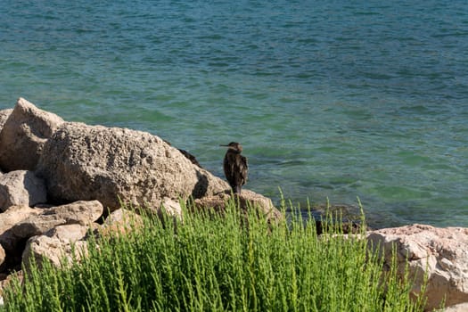 European seagulls with brown and white feathers sit on a stone,in the background the sea.