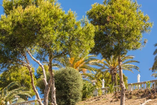 Landscape,steep mountainside on the Mediterranean Sea with pines and pine trees in Mallorca in Spain. .