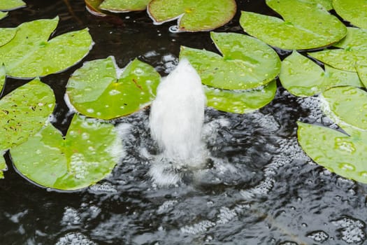 Garden pond with water fountain for additional supply of oxygen..