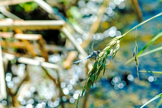 Large blue arrow,sitting on blade of grass by the pond