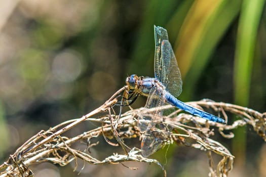 Large blue arrow,sitting on blade of grass by the pond