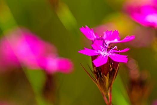 Carthusian carnations,medicinal plant of medieval monasteries
