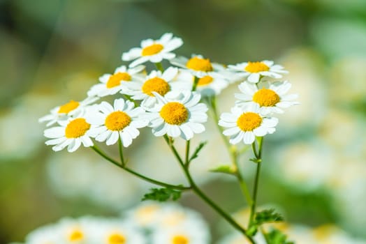 Feverfew,Chrysanthmemum parthenium,medicinal plant with flower