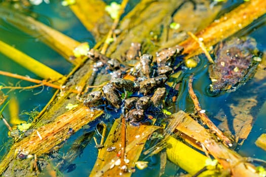 young jumping frogs,Rana dalmatina in a pond