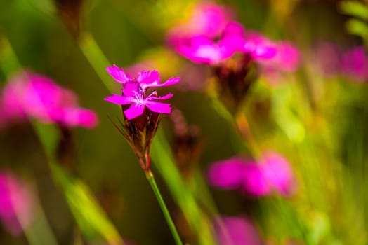 Carthusian carnations,medicinal plant of medieval monasteries