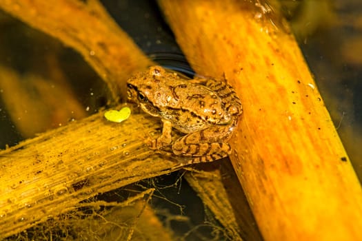 Jumping frog,Rana dalmatina in a pond