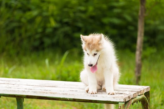 Siberian husky puppy is sitting on the wooden bench in the garden or park