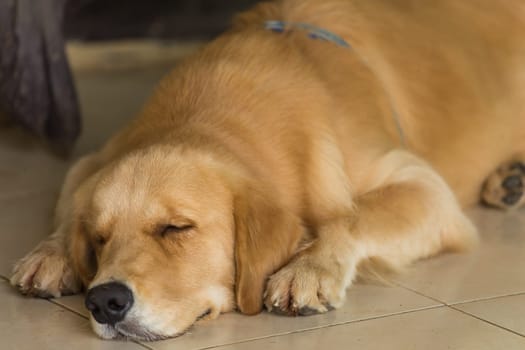The Golden Retriever is sleeping seem like very happy.