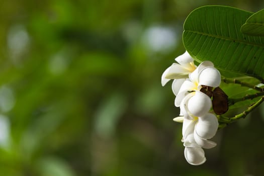 White Plumeria on the plumeria tree, frangipani tropical flowers.
