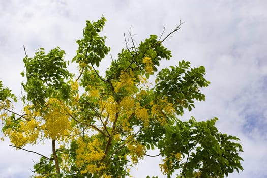 A tree full of bright shinning with yellow flowers of Cassia fistula