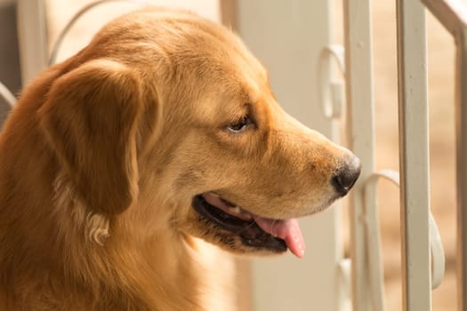 Head shot of Golden Retriever looking very interested, have a big smile