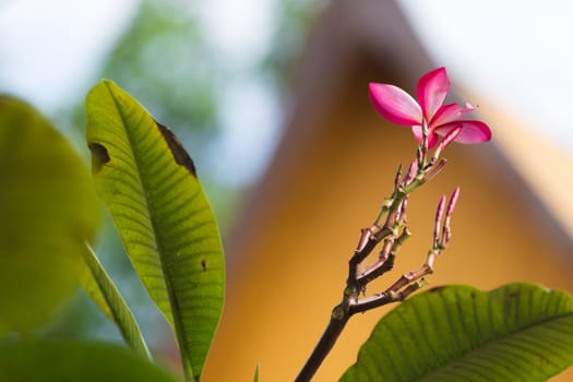 Pink Plumeria on the plumeria tree, frangipani tropical flowers.