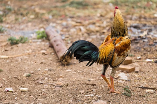 Gamecock yellow and black tail on green nature background