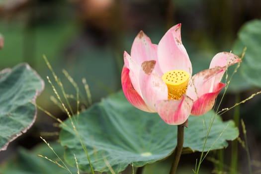 Beautiful lotus flower on the water in a park