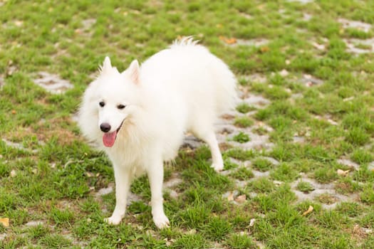 White dog playing in the garden or park