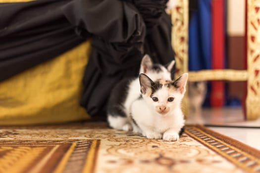 Black and white Cat and Kitten are sitting on the carpet