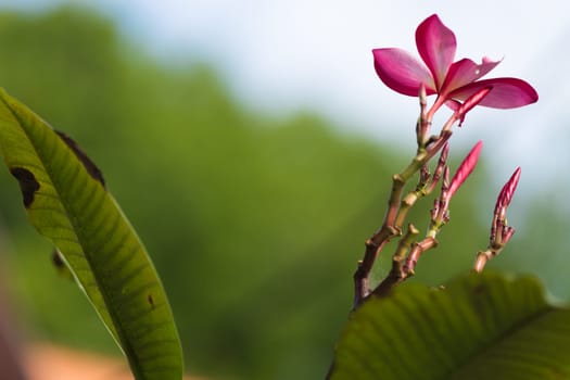 Pink Plumeria on the plumeria tree, frangipani tropical flowers.