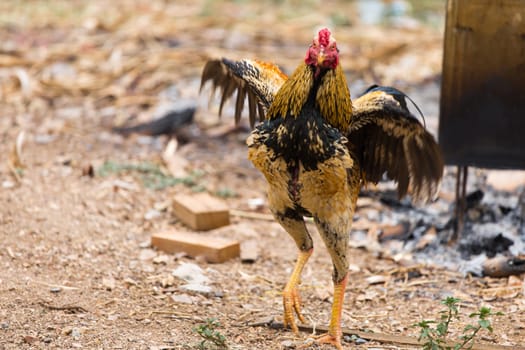 Gamecock yellow and black tail on green nature background