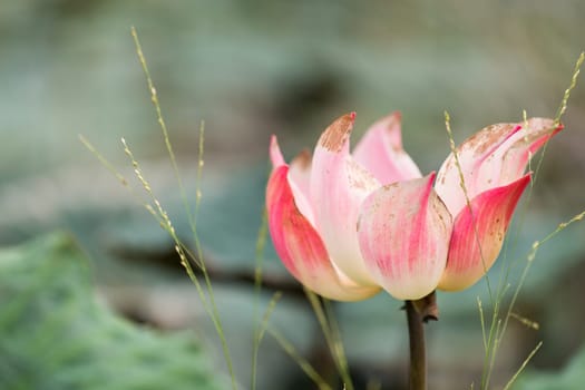 Beautiful lotus flower on the water in a park
