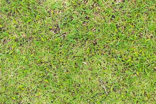 Green grass natural background texture.