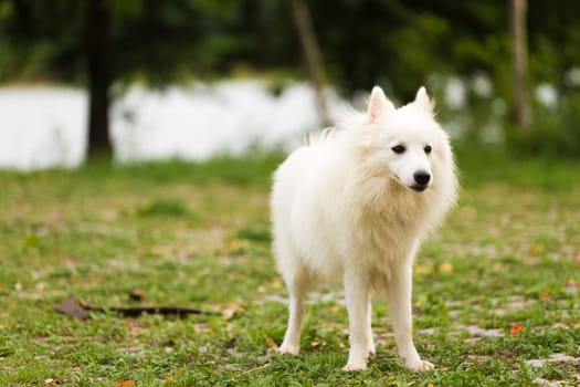 White dog playing in the garden or park