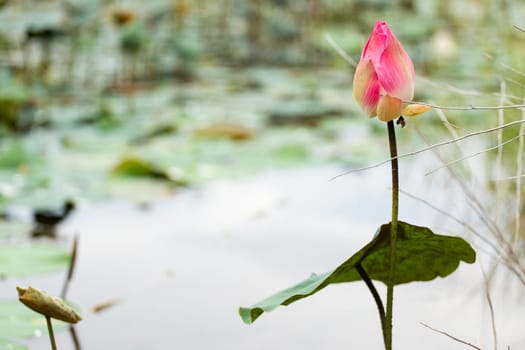 Beautiful lotus flower on the water in a park