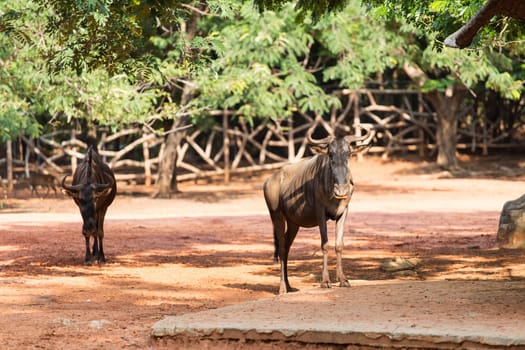 Wildebeest in the zoo, in Thailand