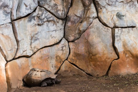 Turtle is sleeping on the floor.