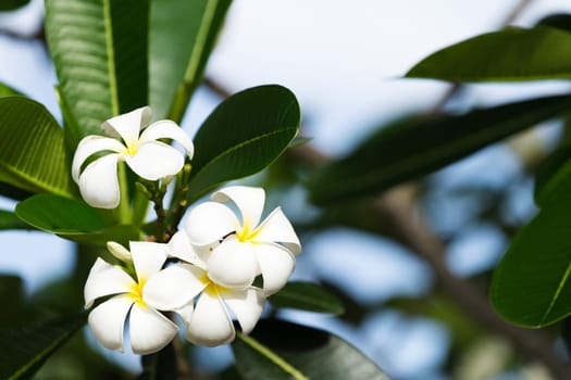 White Plumeria on the plumeria tree, frangipani tropical flowers.
