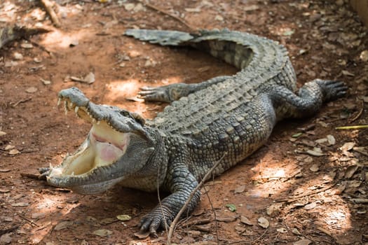 Crocodiles Resting at Crocodile Farm in Thailand