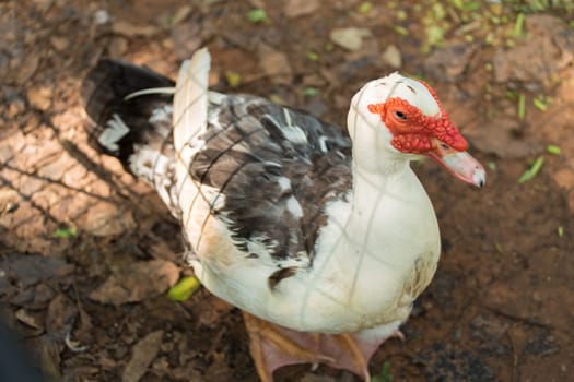Duck in the zoo, Thailand