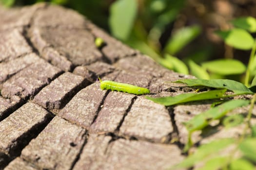 The green worm on the timber.