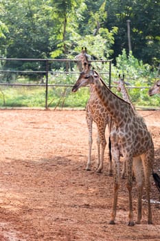 Giraffe in the zoo, thailand