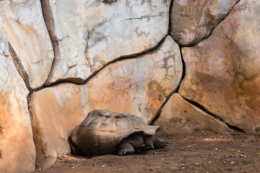 Turtle is sleeping on the floor.
