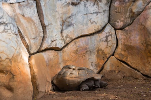 Turtle is sleeping on the floor.