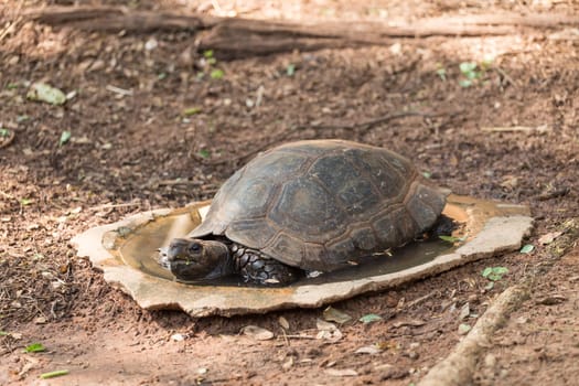 Turtle is sleeping on the floor.