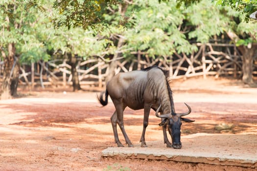 Wildebeest in the zoo, in Thailand