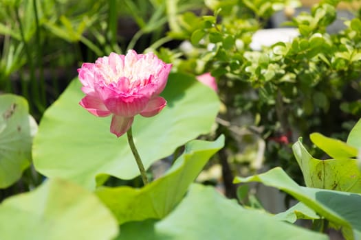 Beautiful lotus flower on the water in a park