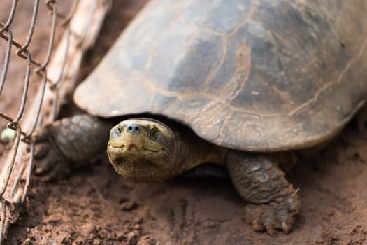 Turtle is sleeping on the floor.