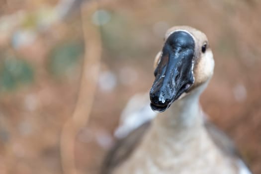 Duck in the zoo, Thailand