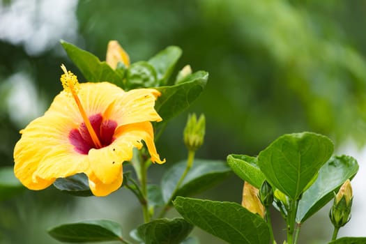 Beautiful yellow Hibiscus flower on the hibiscus tree and blurred background