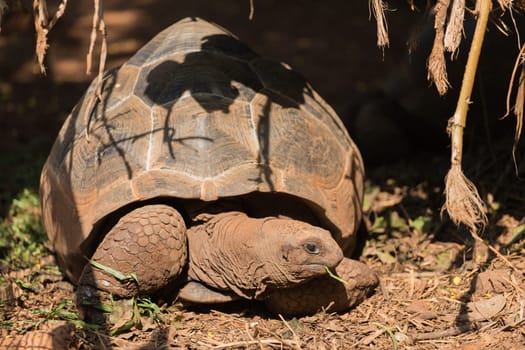 Turtle is sleeping on the floor.