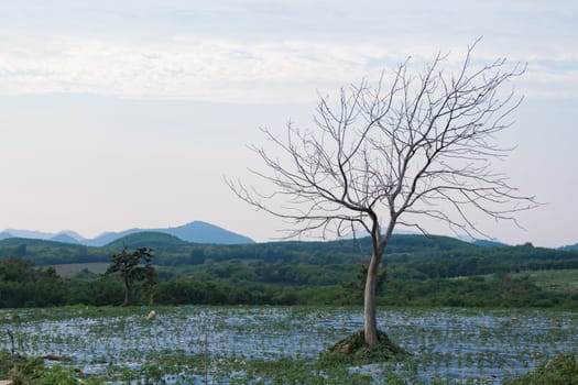 A bare tree with branches in corn field in evening light.