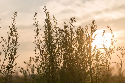 Close up flower grass and sunset background in the evening
