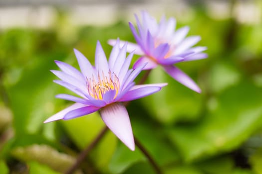 Pink Sacred Lotus blossom and leaves in lake