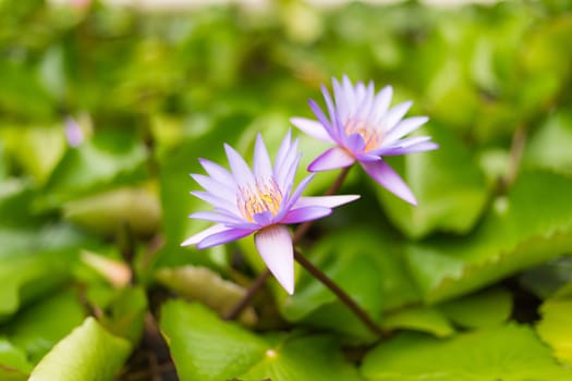 Pink Sacred Lotus blossom and leaves in lake