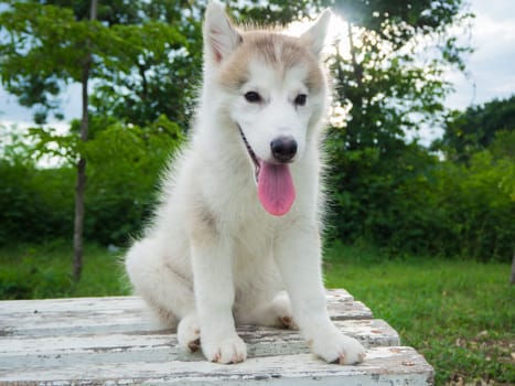 Siberian husky puppy is sitting on the wooden bench in the garden or park