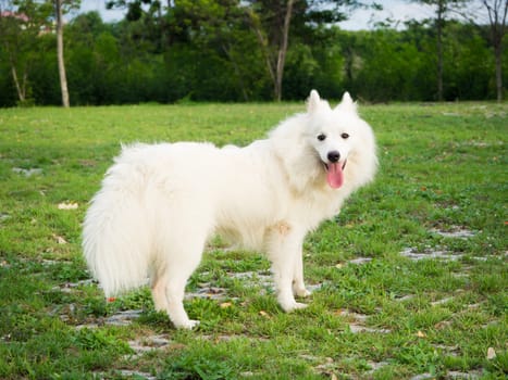 White dog playing in the garden or park